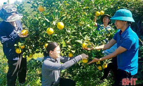 Cam Vũ Quang đắt giá, thương lái tấp nập mua tại vườn